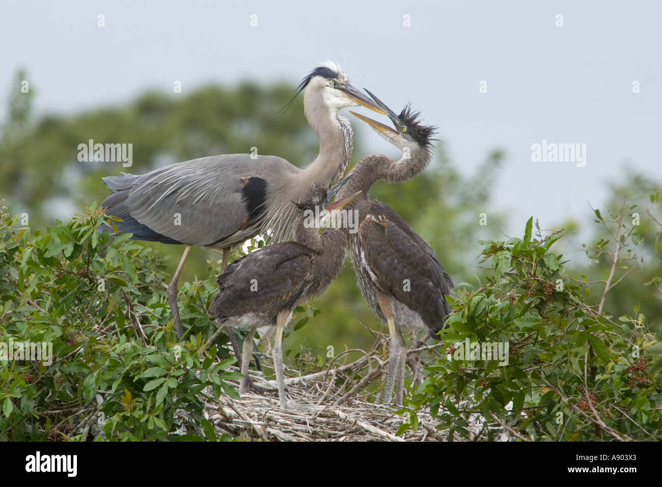 Airone blu a nido con 2 pulcini cresciuti chiedendo di essere alimentato Foto Stock