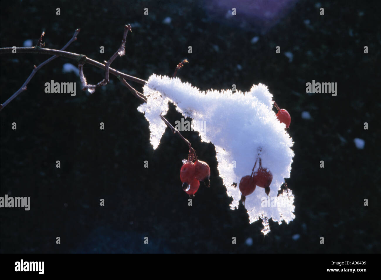 Close-up di rosse bacche di biancospino sul ramoscello ricoperta di neve Foto Stock