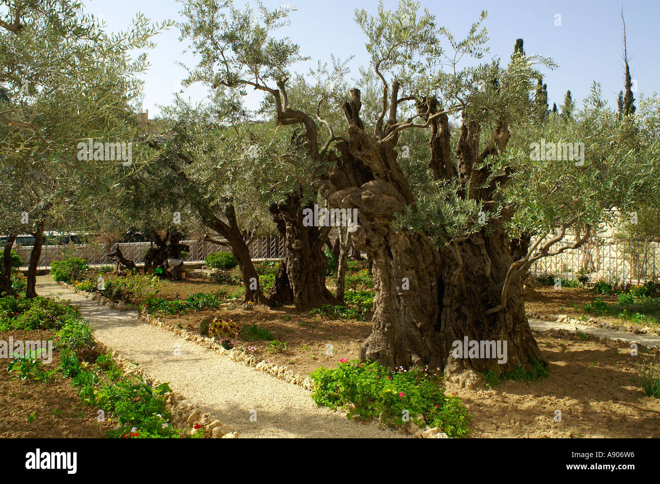 Alberi di ulivo nel giardino del Getsemani nella motivazione della Basilica dell Agonia Chiesa di tutte le nazioni Getsemani Gerusalemme ho Foto Stock
