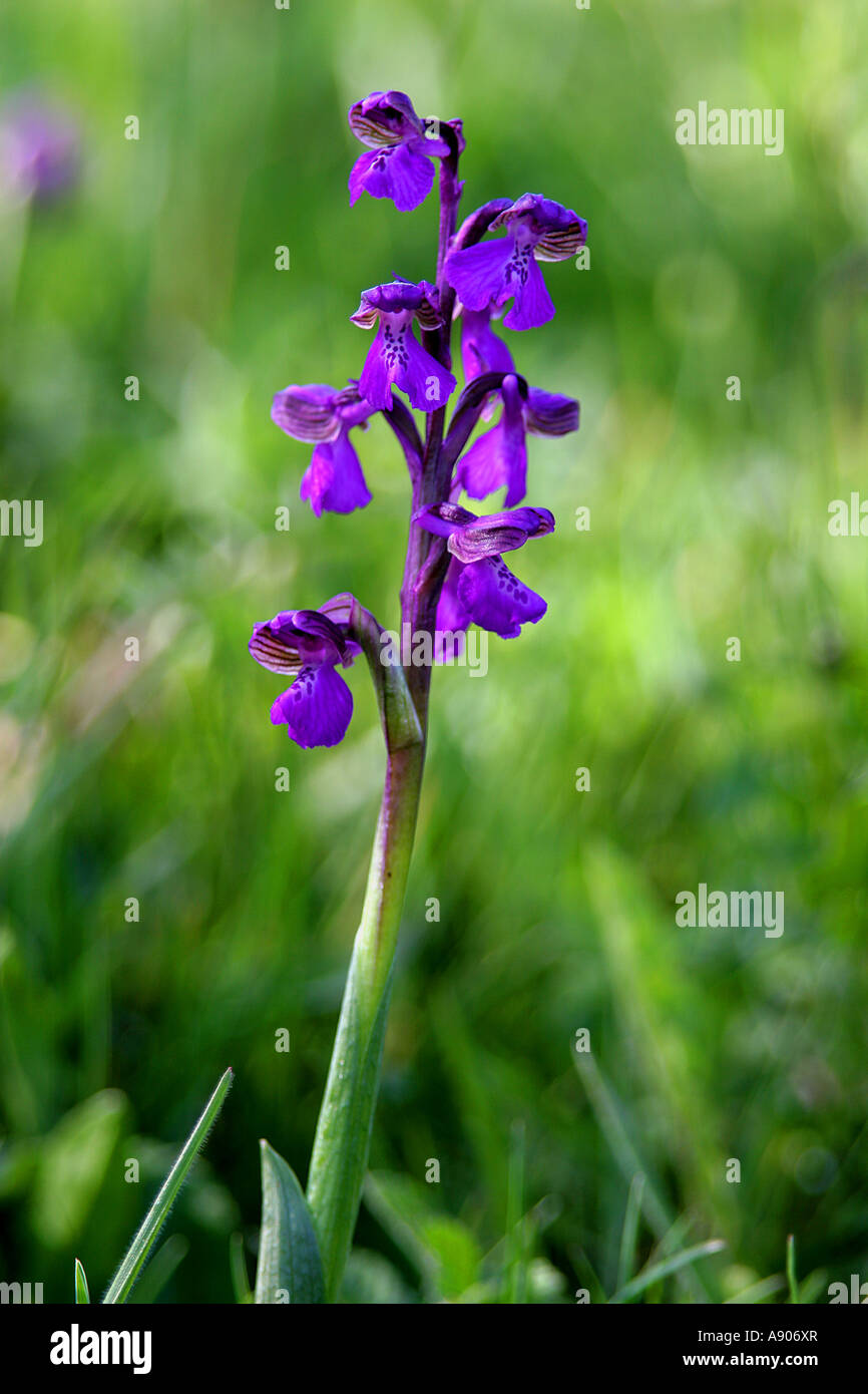 Inizio orchidea viola (Orchis mascula) Foto Stock