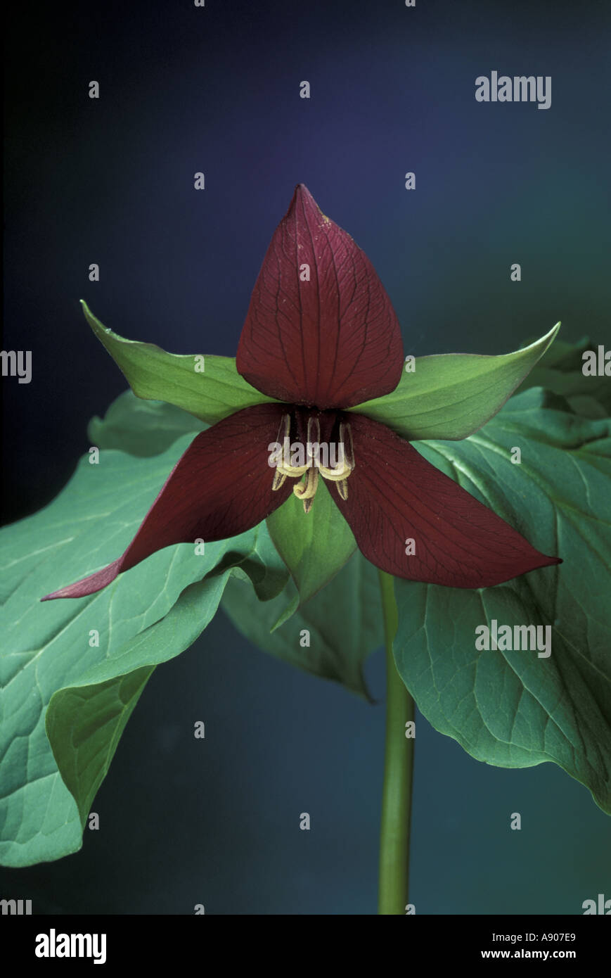 Rosso ritratto Trillium Trillium erectum Foto Stock