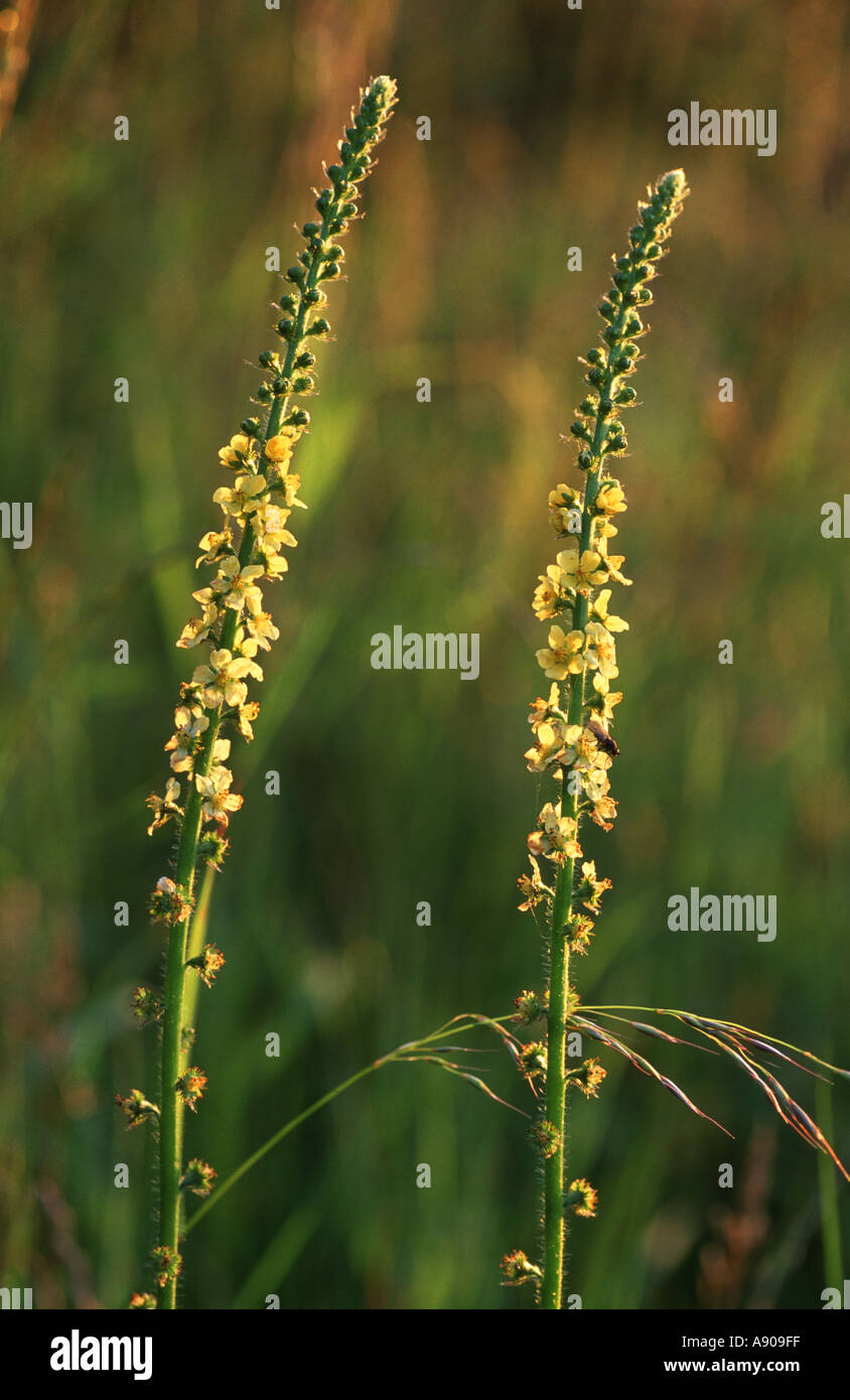 Agrimony Agrimonia eupatoria Foto Stock