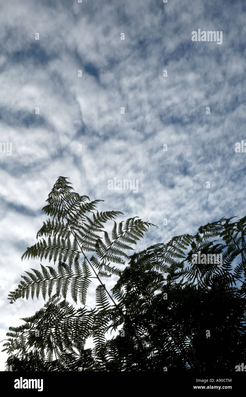 Bracken foglie in silhouette contro il bianco delle nuvole e cielo blu Foto Stock