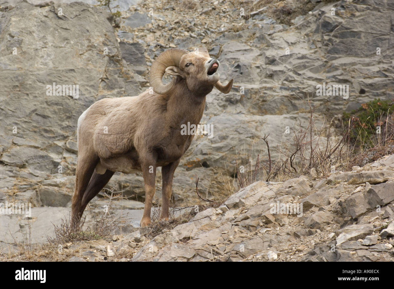 Bighorn 138 Foto Stock