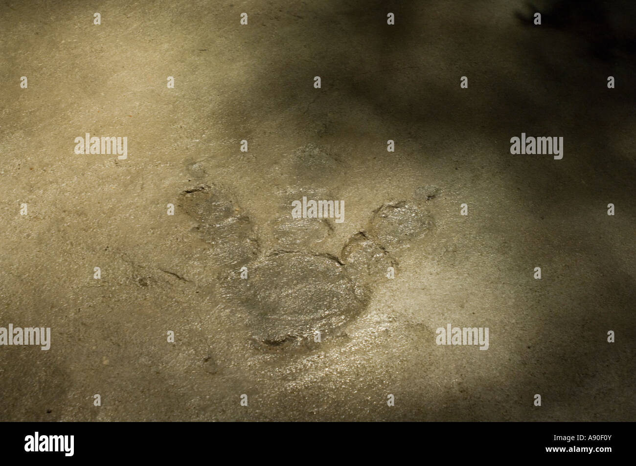 Fossile di un impronta di dinosauri 1 Foto Stock