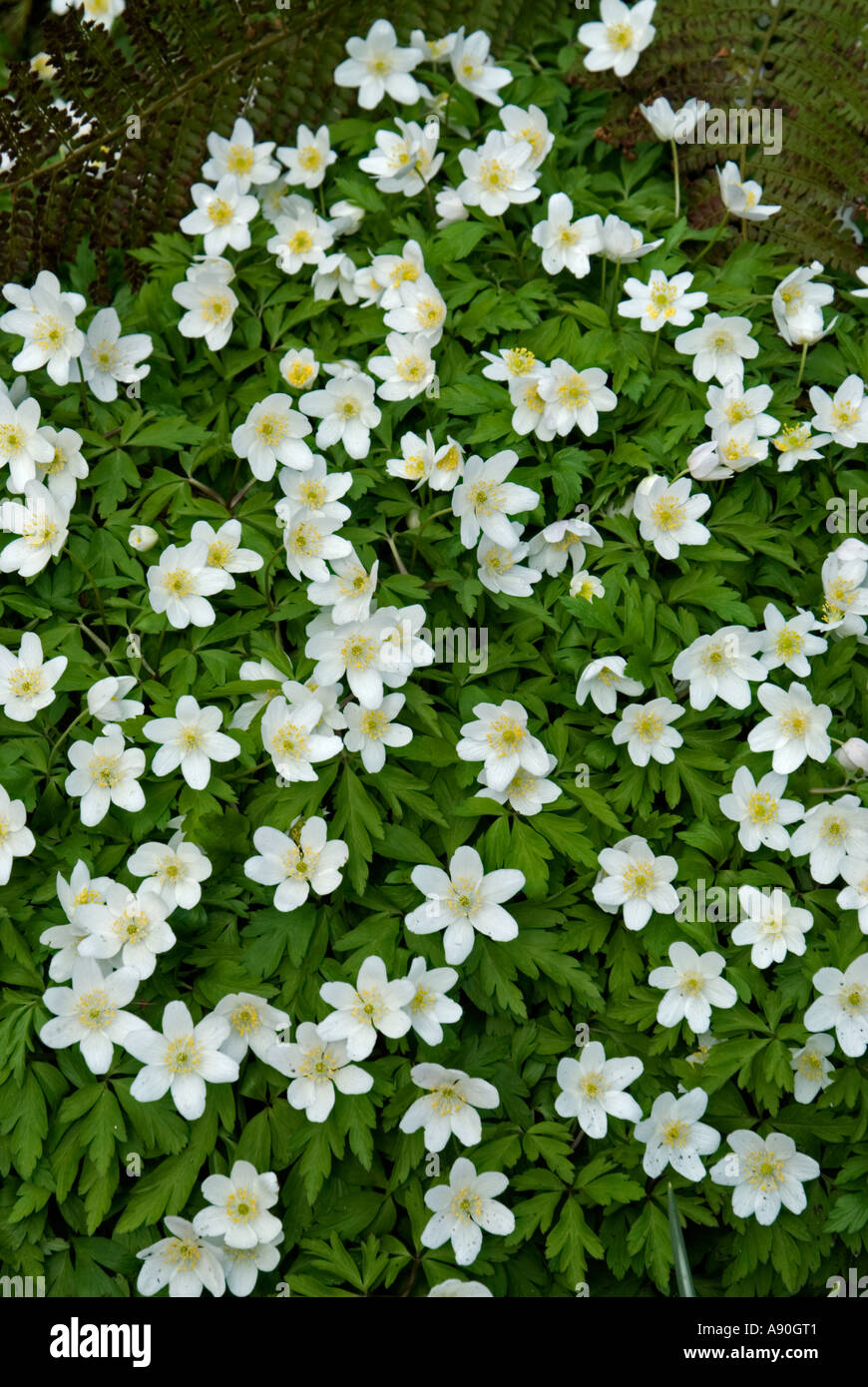 Legno (Anemone Anemone nemorosa ,) Foto Stock