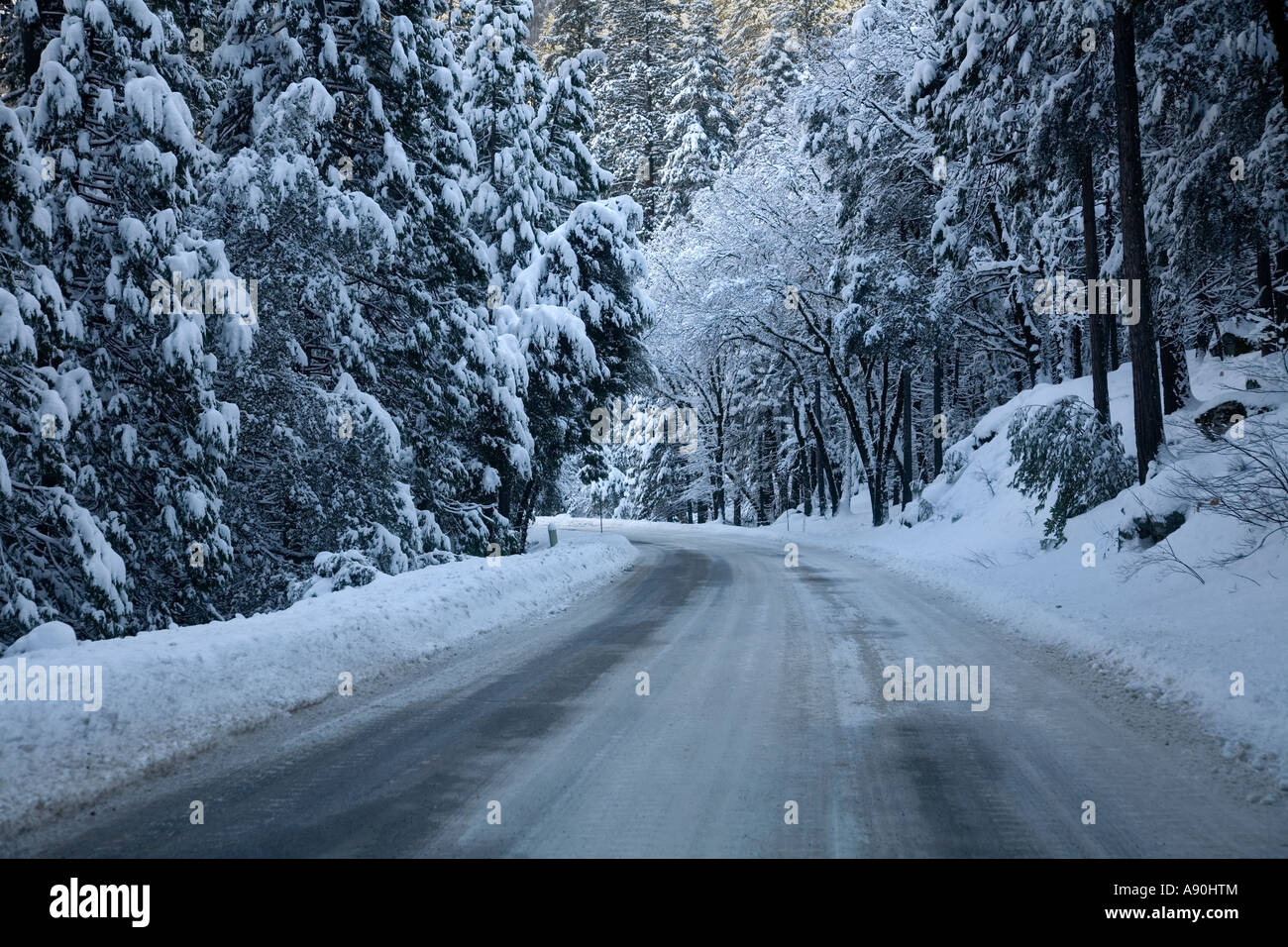 Coperta di neve e alberi e foglie nel Parco Nazionale di Yosemite Foto Stock