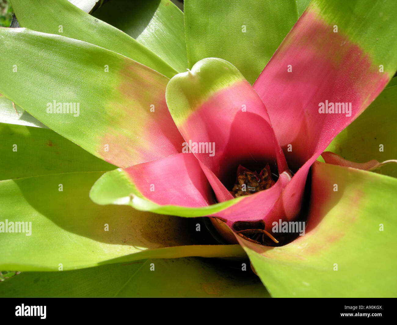 Bromelia Bromeliaceae, epifite sugli alberi. Neoregelia Foto Stock