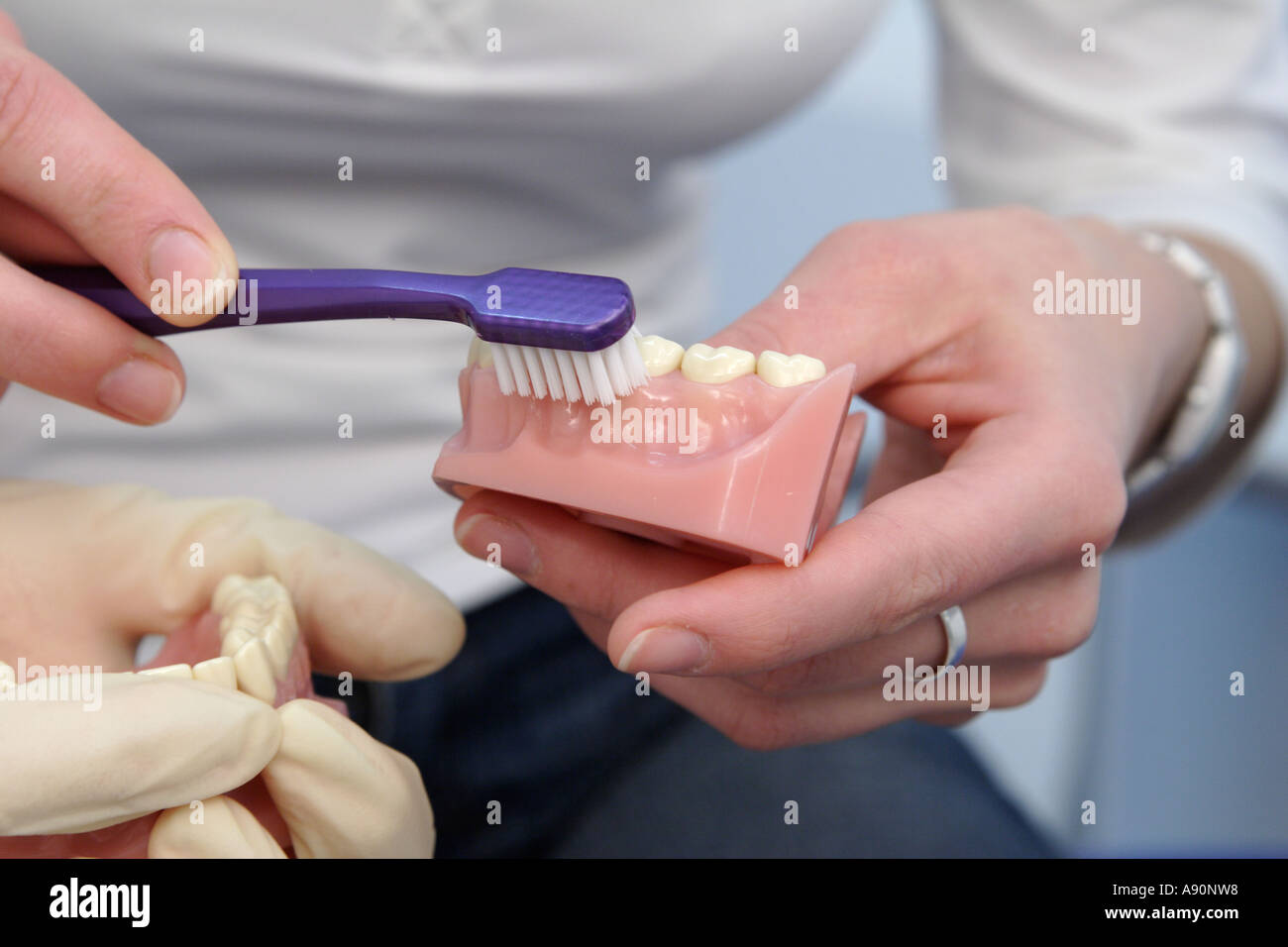 Mostrare come spazzola denti con l aiuto di una dentiera - Richtig Zähne putzen am Gebiss künstlichen zeigen Foto Stock