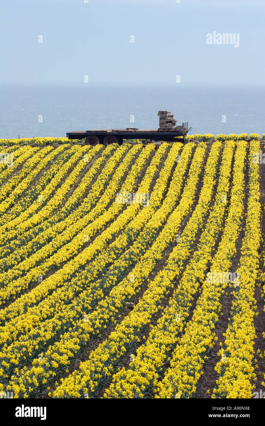 Daffodil commerciale crescente e righe di agricoltura nordest, Scotland, Regno Unito. Foto Stock