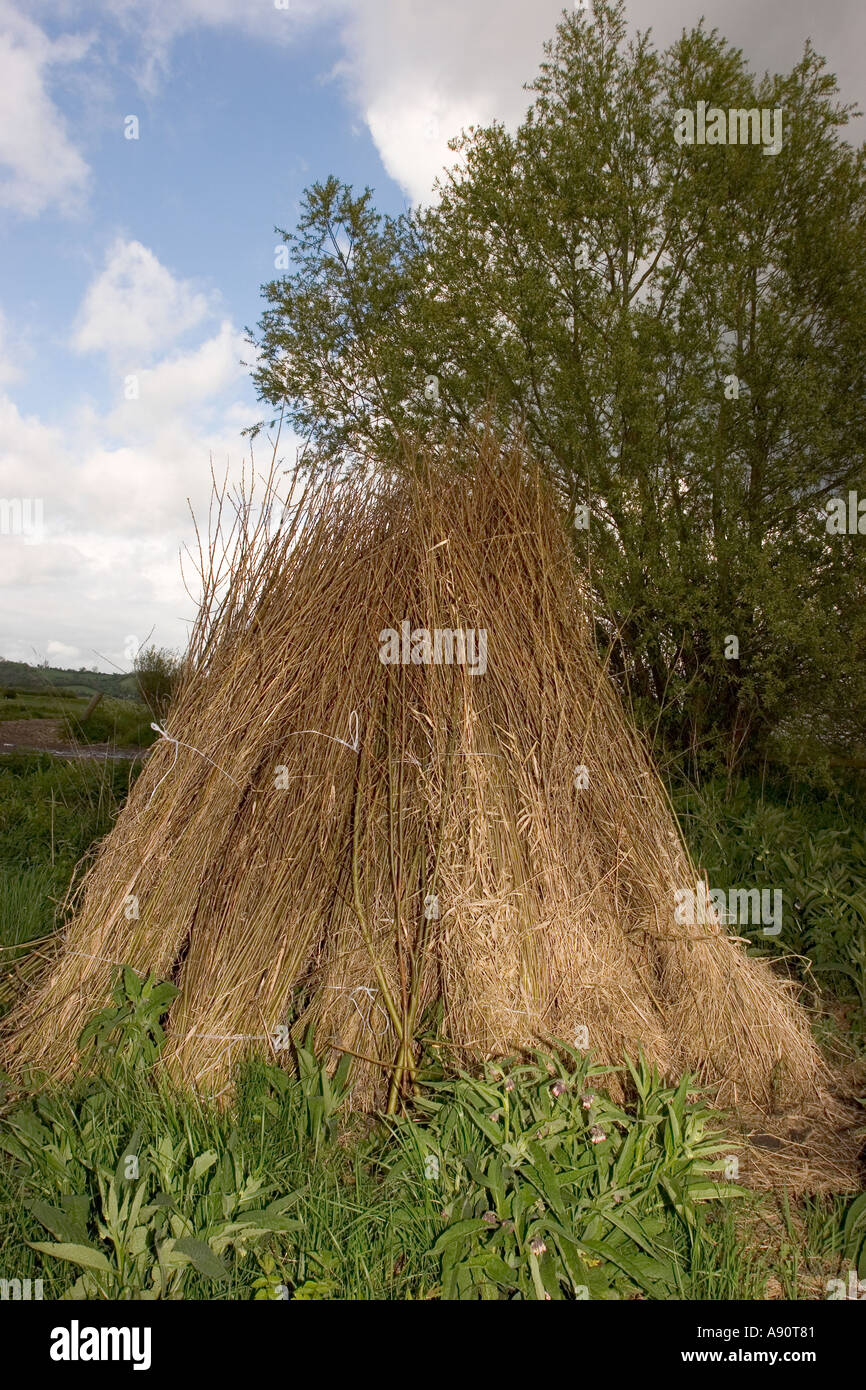Inghilterra Somerset stoppino Somerset livelli pila di willow withies in corrispondenza del bordo del campo Foto Stock