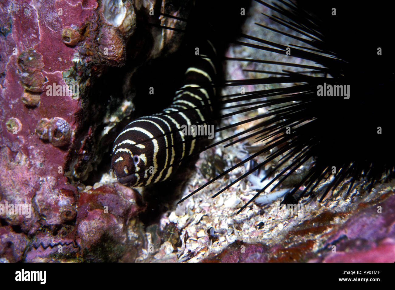 UF-263 bianco marrone-inanellati SNAKE ANGUILLA Foto Stock