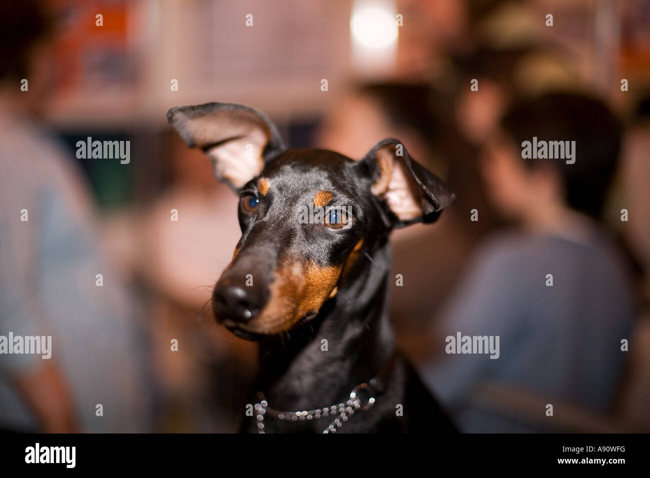 Manchester Terrier Foto Stock