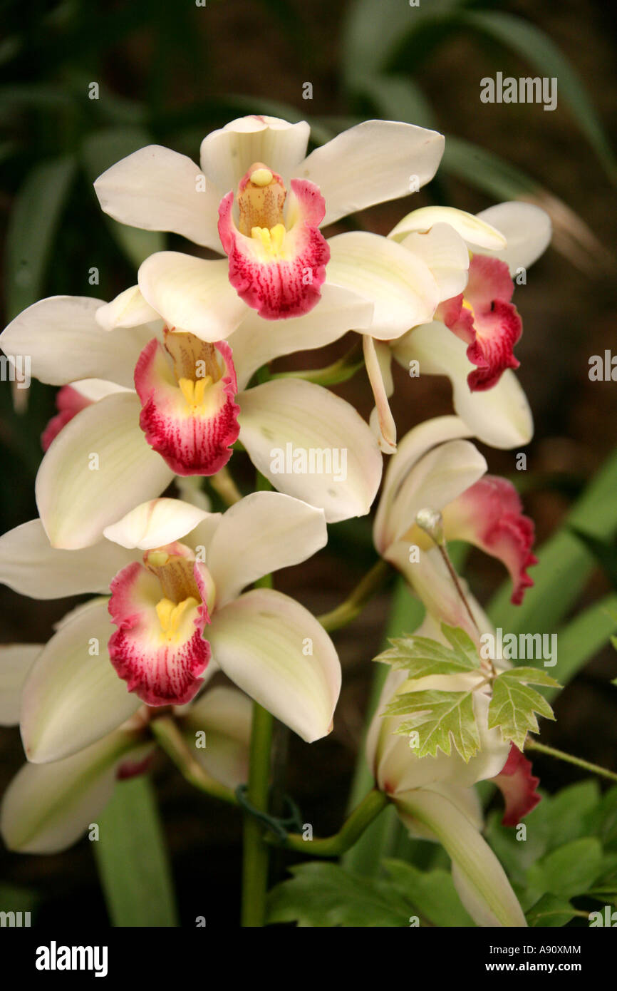 Fiori di orchidea, Cattleya ibrido, Orchidaceae Foto Stock