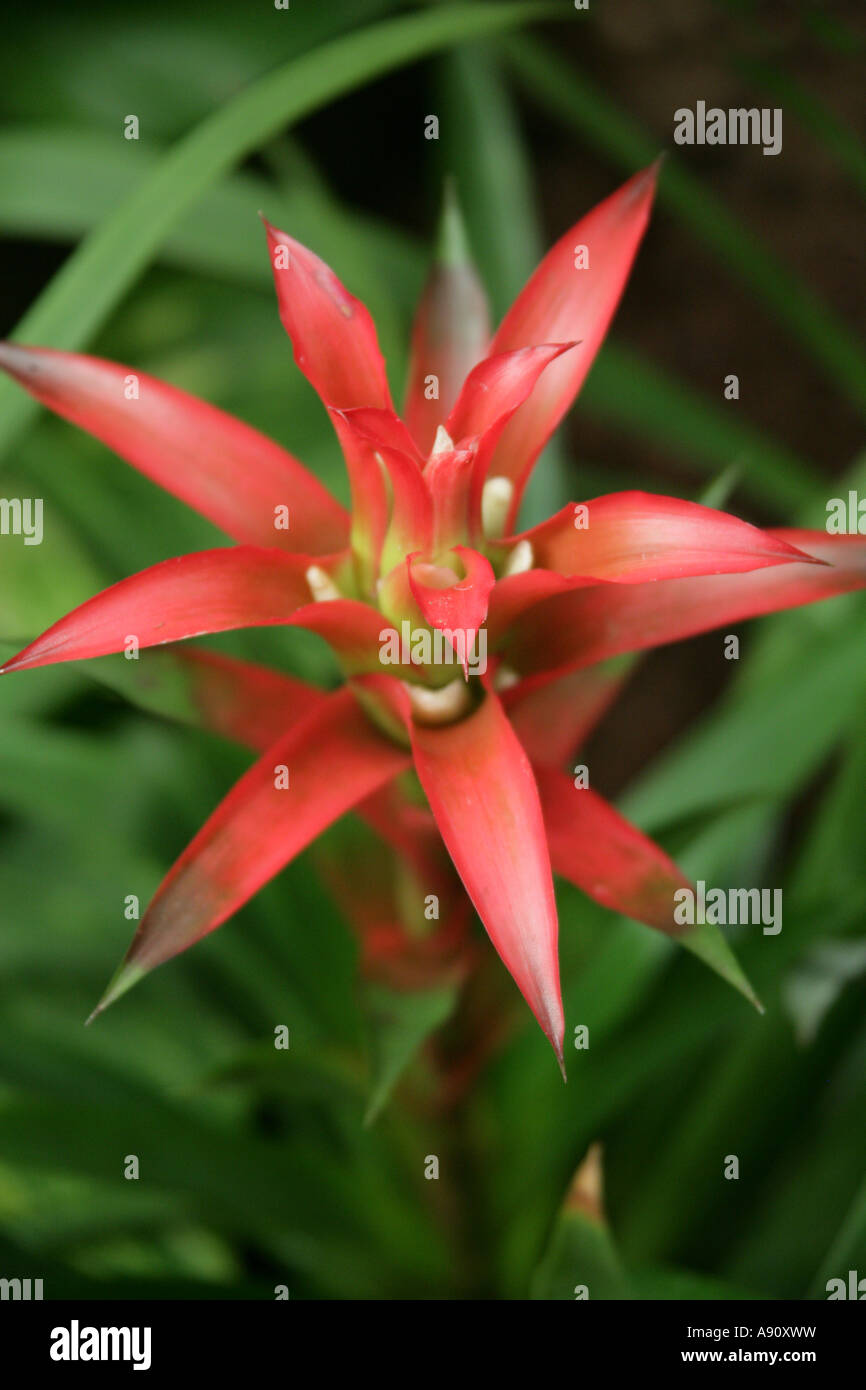 Red Bromeliad sp Foto Stock