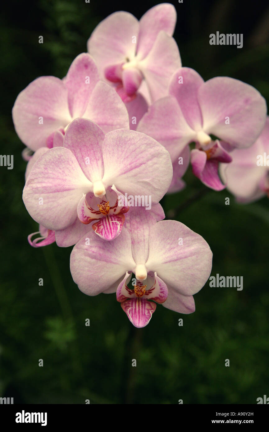 Fiori di orchidea, Phalaenopsis ibrido, Orchidaceae Foto Stock