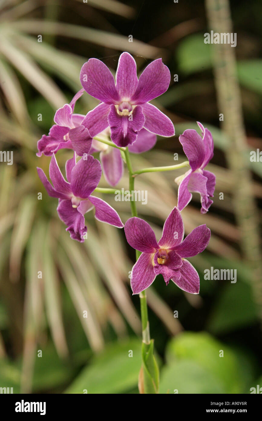 Fiori di orchidea, Dendrobium sp., Orchidaceae Foto Stock