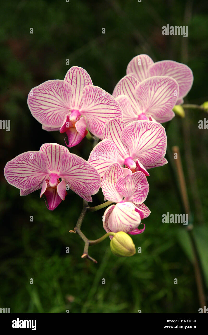 Fiori di orchidea, Phalaenopsis ibrido, Orchidaceae Foto Stock