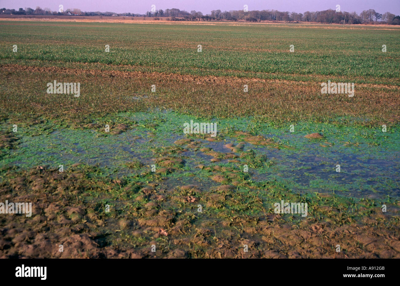 Eutrofizzazione che mostra da alghe e acqua arricchita in nutrienti nella pozza Boyton paludi, Suffolk, Inghilterra Foto Stock