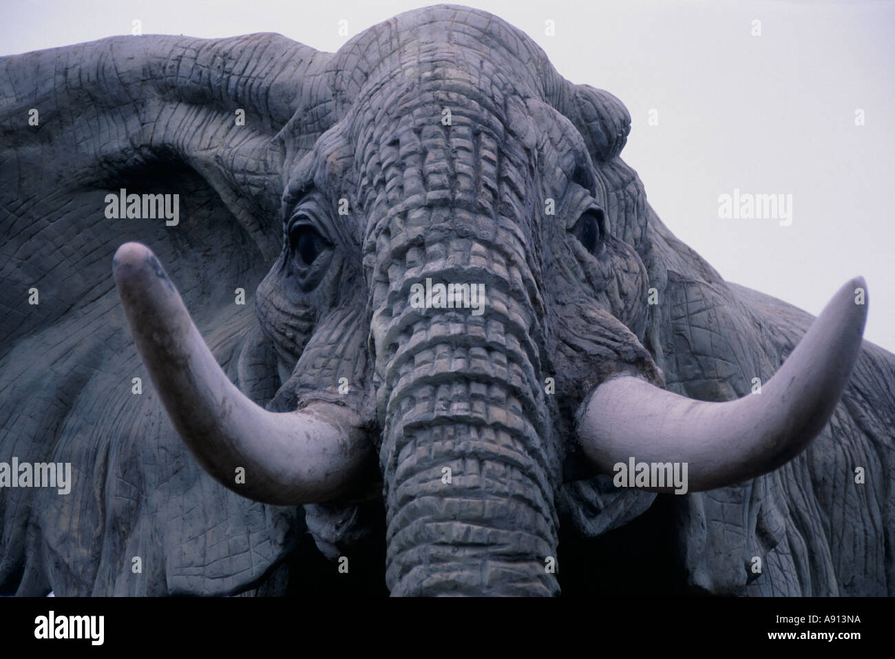 Testa e zanne di una dimensione di vita modello elefante, lo zoo di Colchester, Essex, Inghilterra Foto Stock