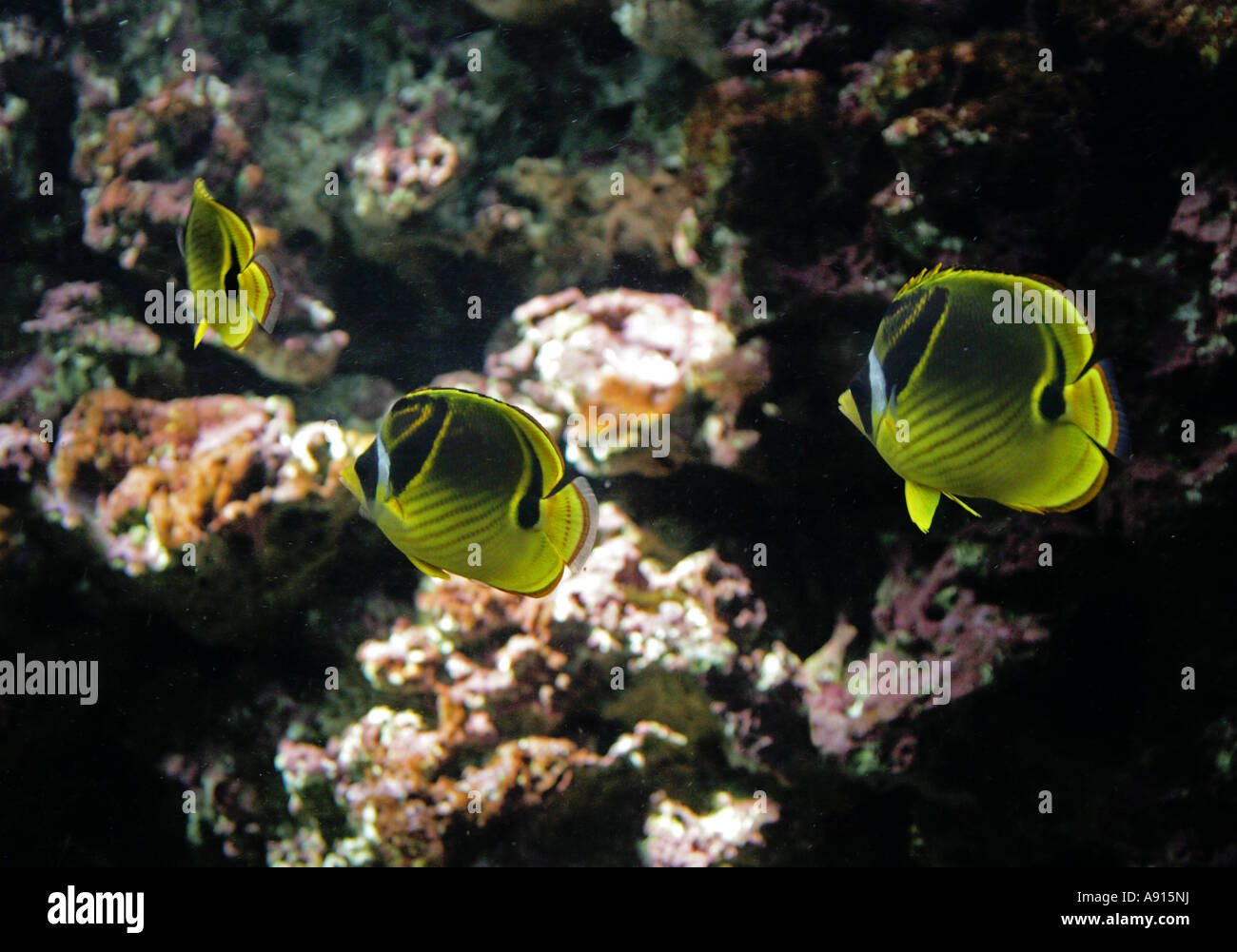 Butterflyfish diagonale o sul Mar Rosso Racoon Butterflyfish, Chaetodon Fasciatus, Chaetodontidae Foto Stock