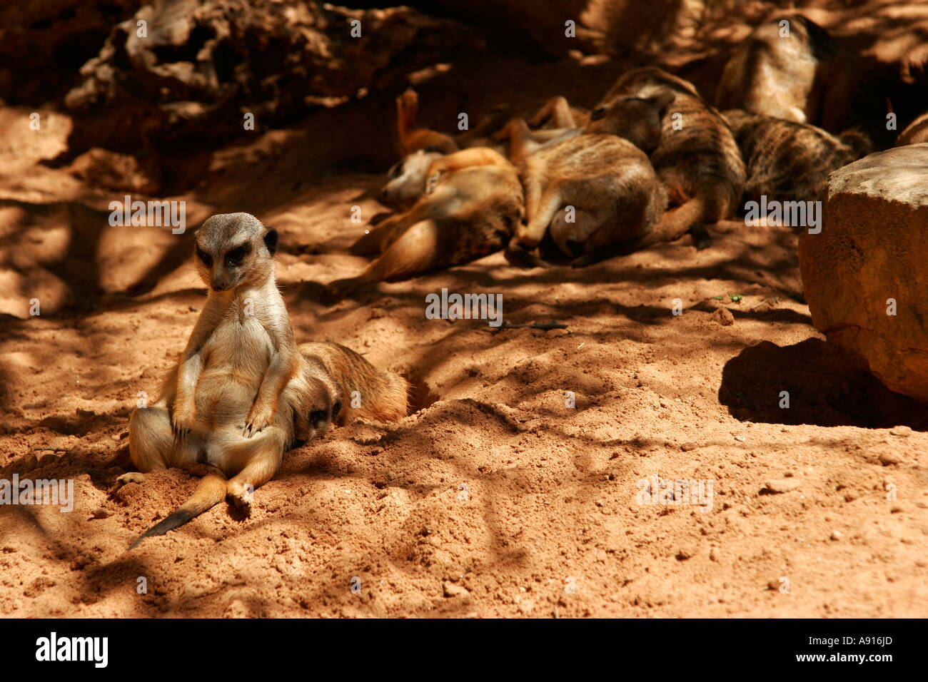 Snello-tailed Meerkat Suricata suricatta al Taronga Zoo di Sydney, Nuovo Galles del Sud Australia. Foto Stock