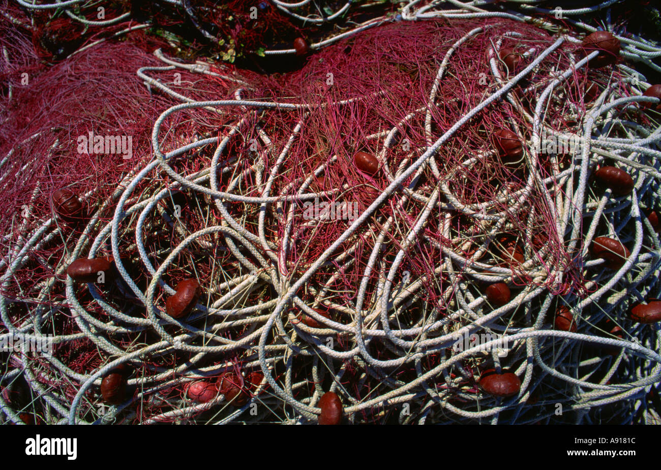 Rete di pesce in una barca il pesce Foto Stock