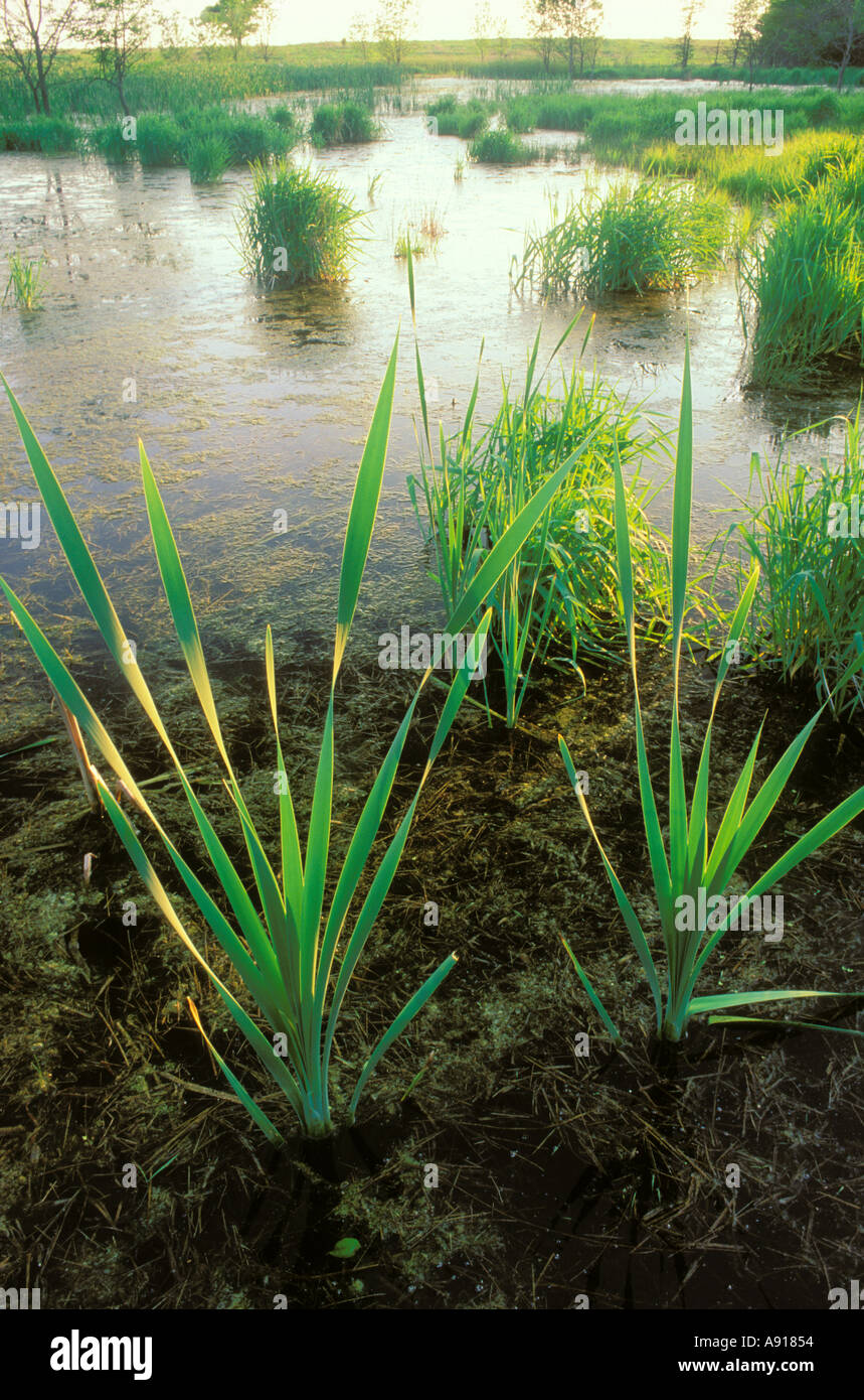 Zona umida al centro la forcella River County Forest Preserve Illinois Foto Stock