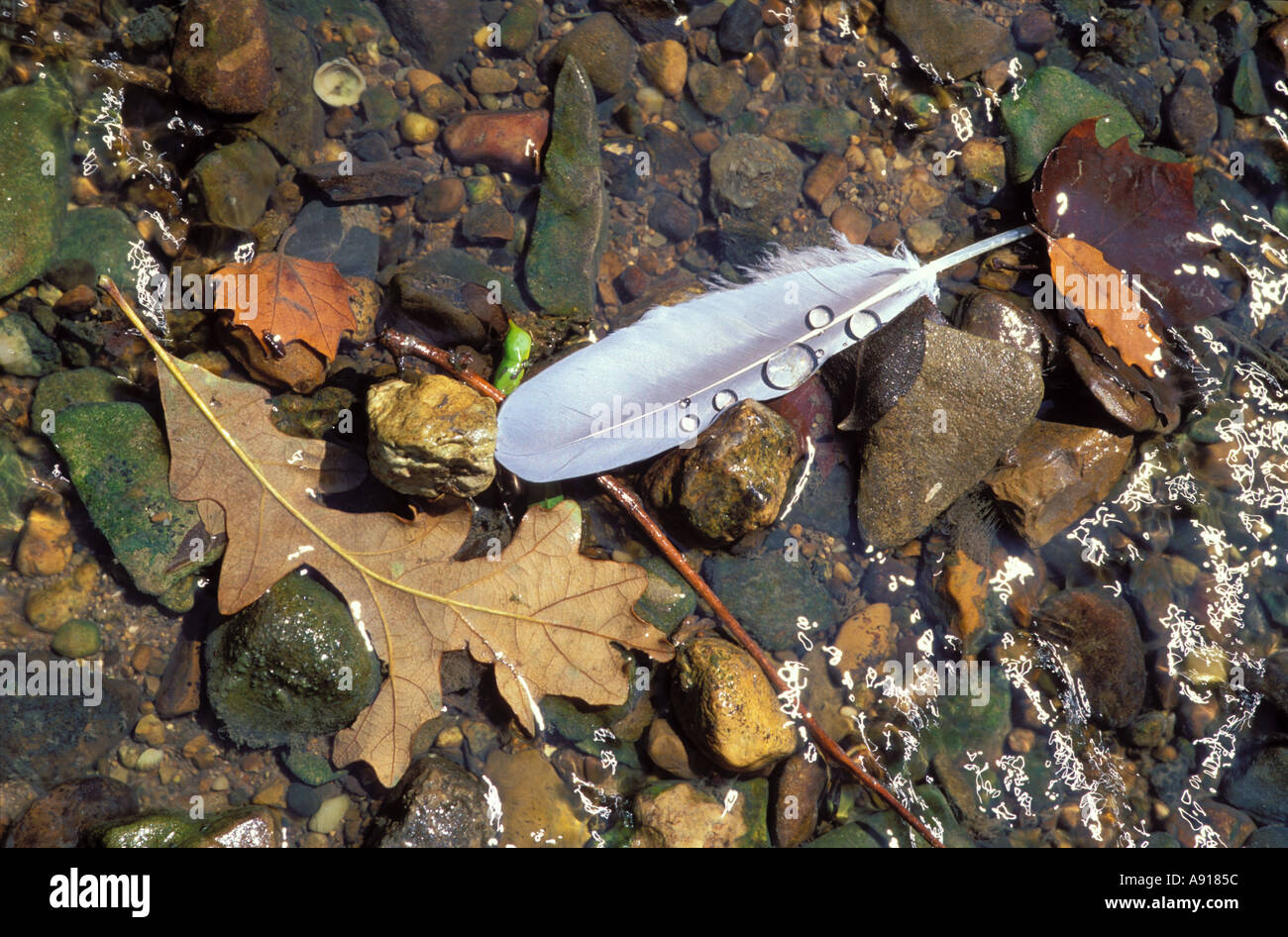 Piume e foglie di quercia in un flusso Foto Stock