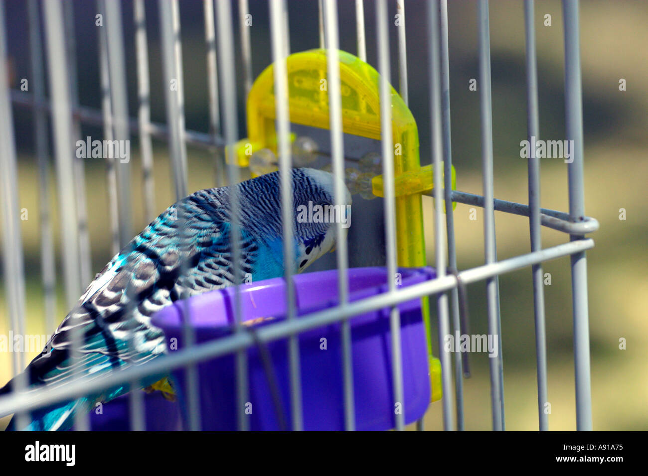 Budgie blu in gabbia Foto Stock