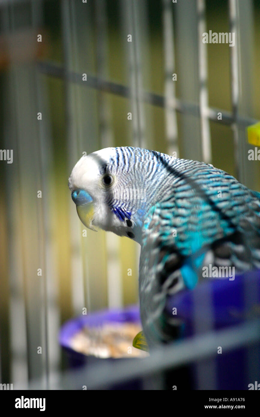 Budgie blu in gabbia Foto Stock