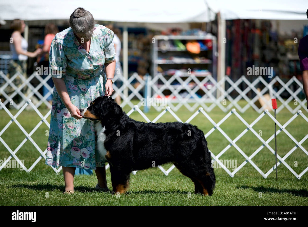 Un cane femmina gestore con impilati Bovaro del Bernese a dog show. Foto Stock