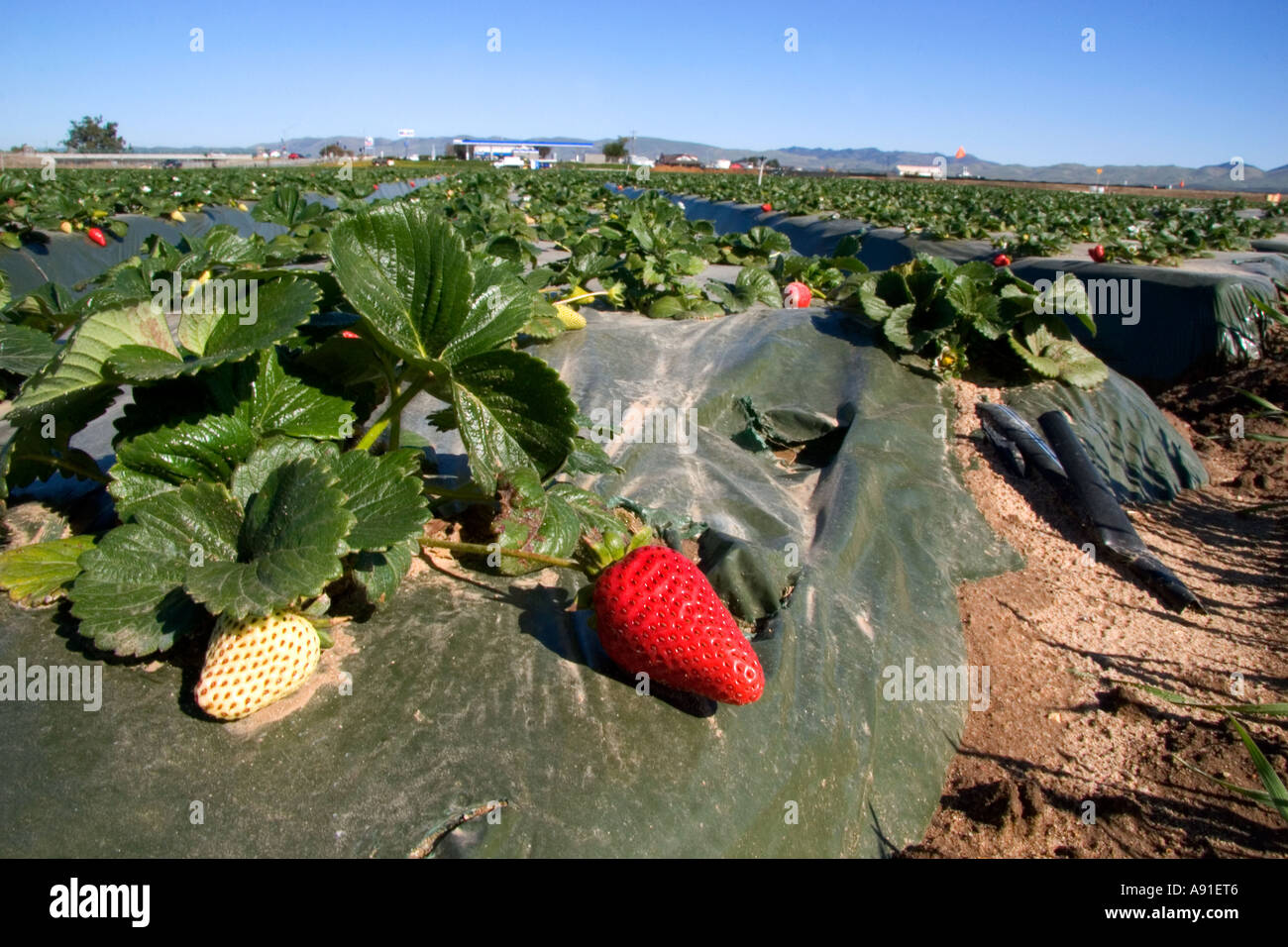 Righe di fragole crescere sul telone di plastica a Santa Maria in California. Foto Stock