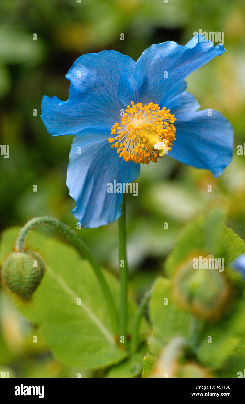 Blue Himalayan Poppy Foto Stock