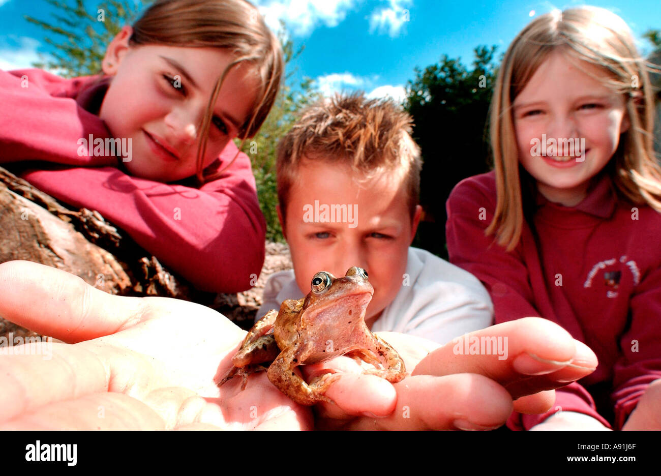 Imparare a conoscere la fauna selvatica di prima mano. Una scuola primaria studi della natura classe esamina una rana. Foto Stock