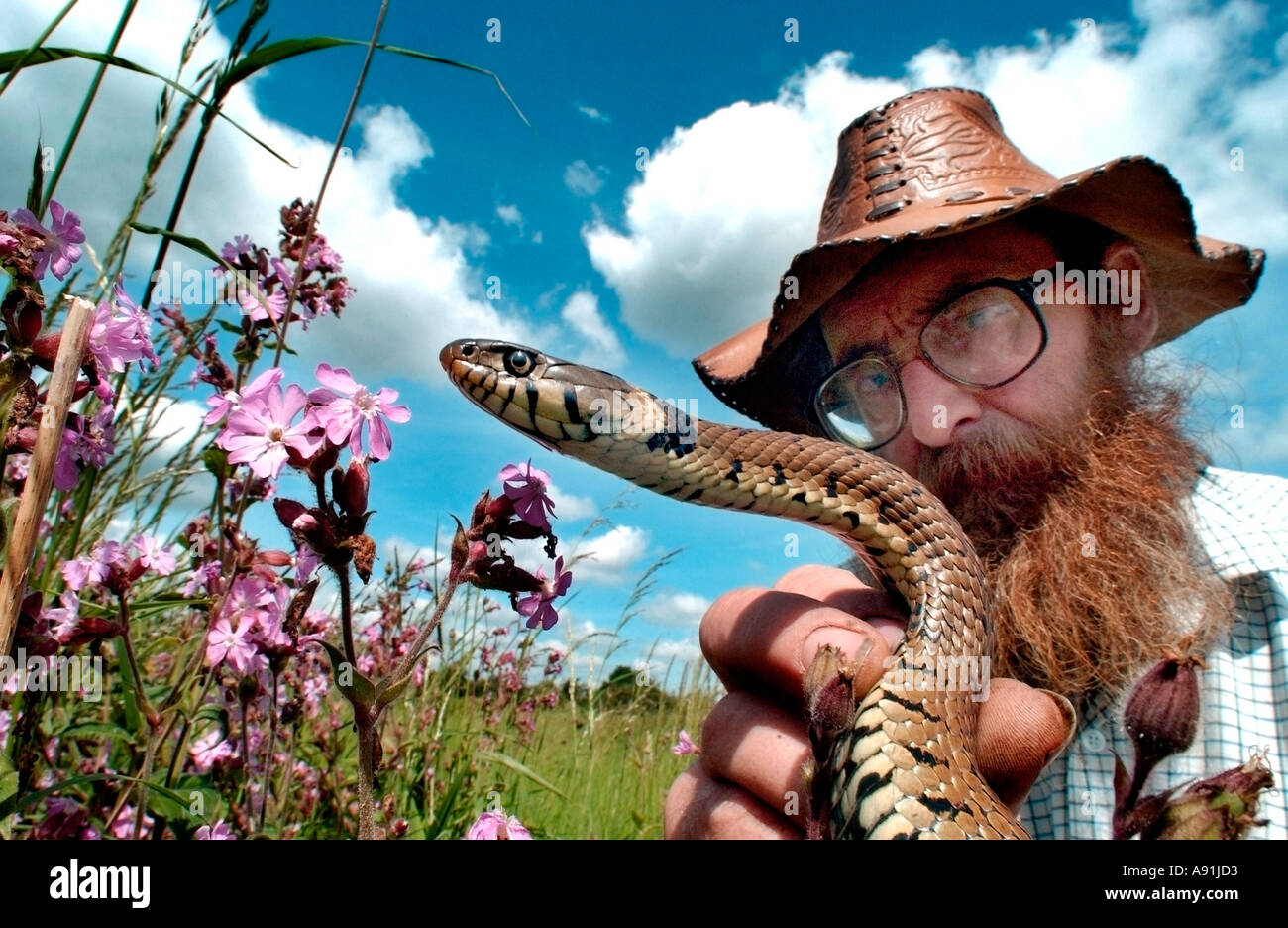 Un conservatore esaminando un inglese biscia in una riserva naturale Foto Stock