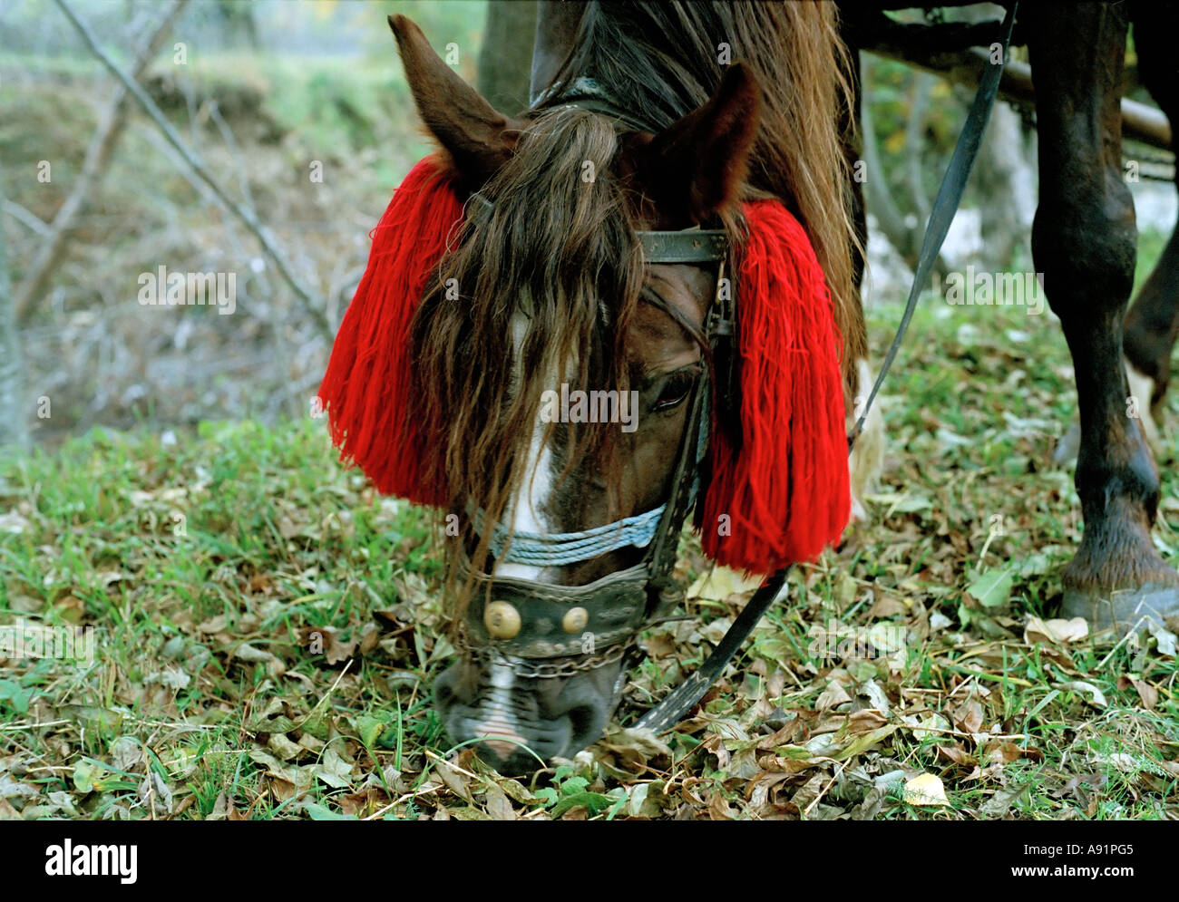 Decorate il cavallo in Romania Foto Stock