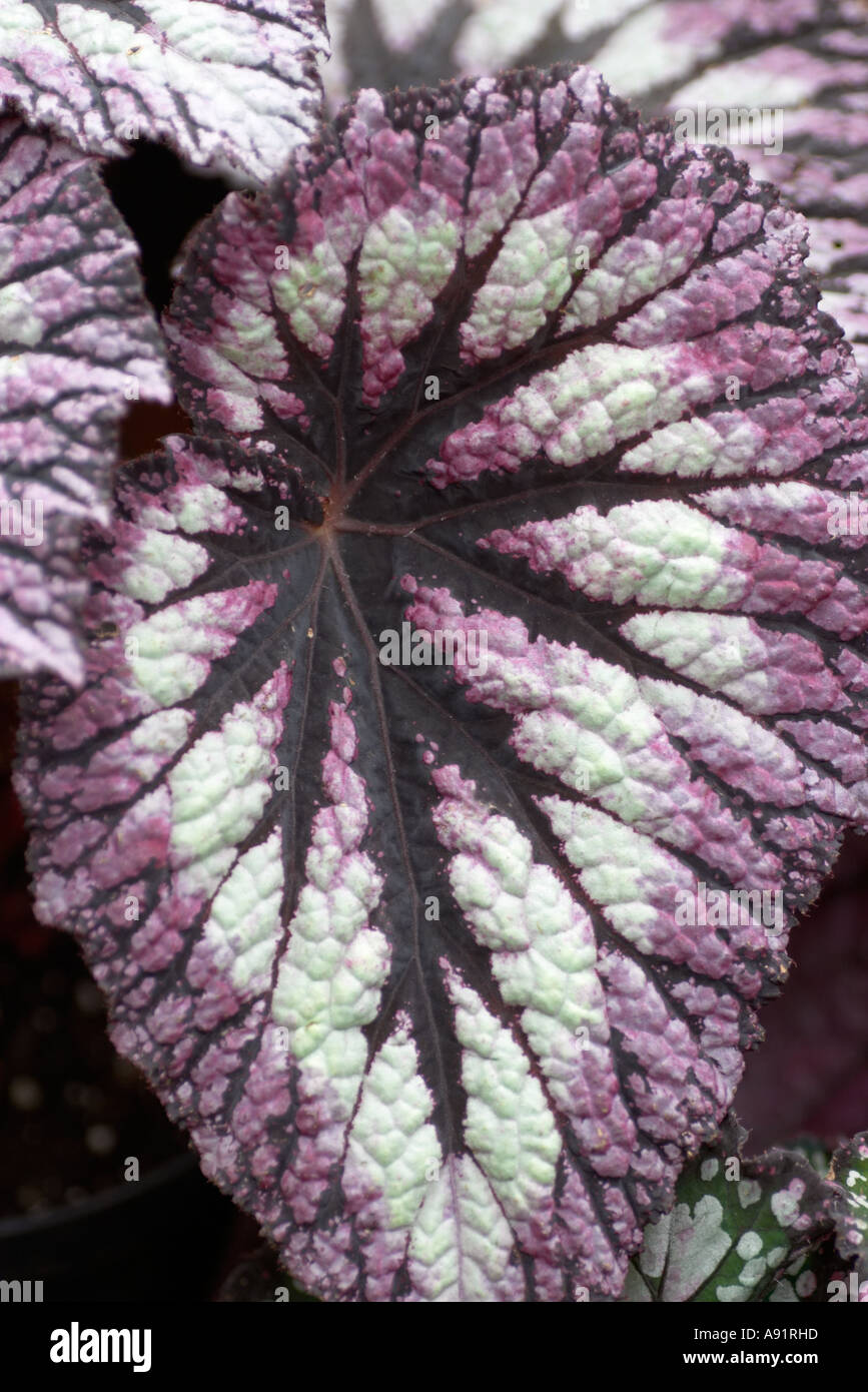 Begonia fuochi d'artificio Foto Stock