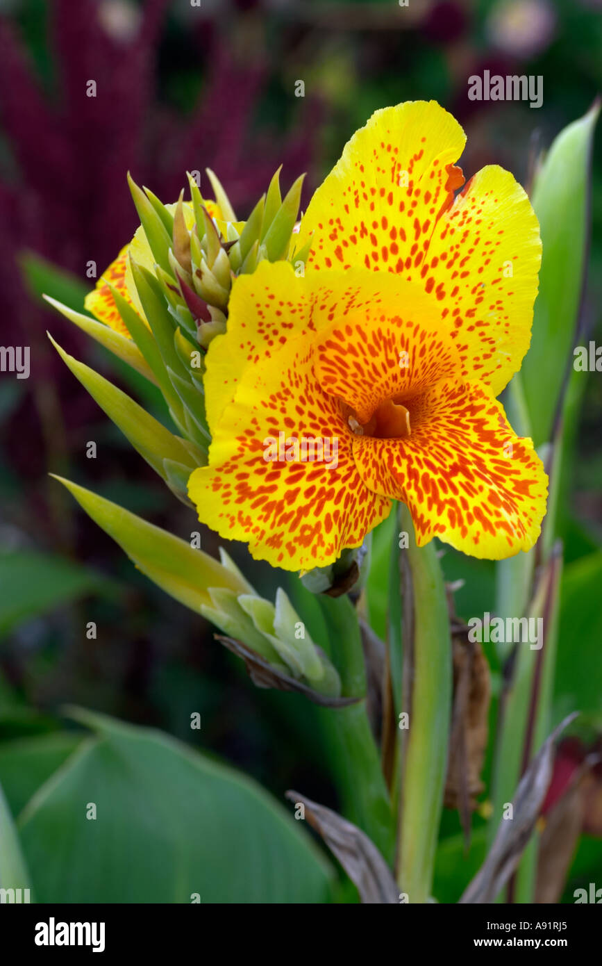 Cleopatra di canna Foto Stock