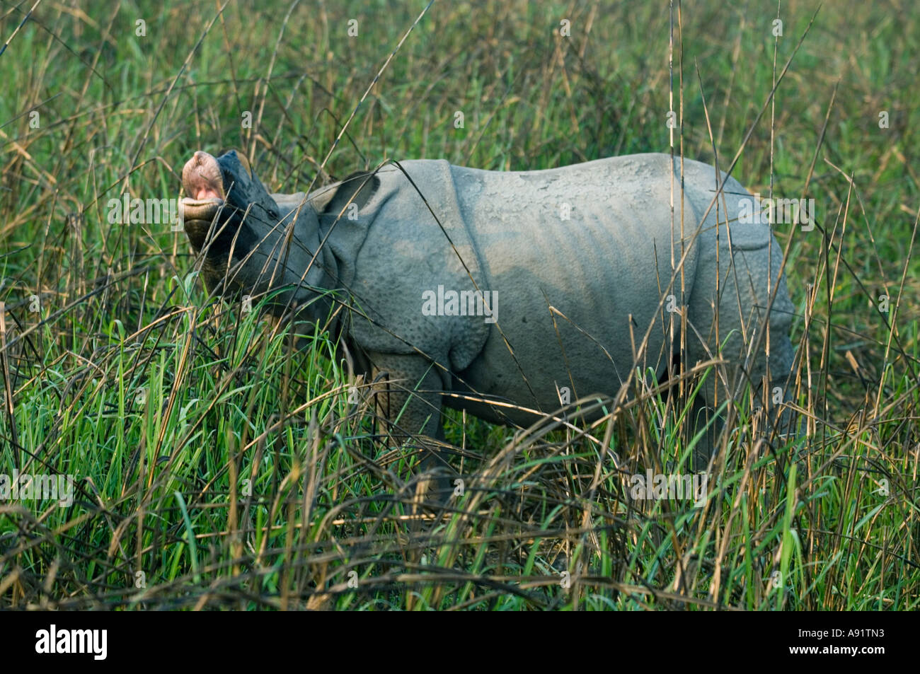 Asiatico-cornuto rinoceronte (Rhinoceros unicornis) controllo per profumo femminile, il Parco Nazionale di Kaziranga INDIA Foto Stock