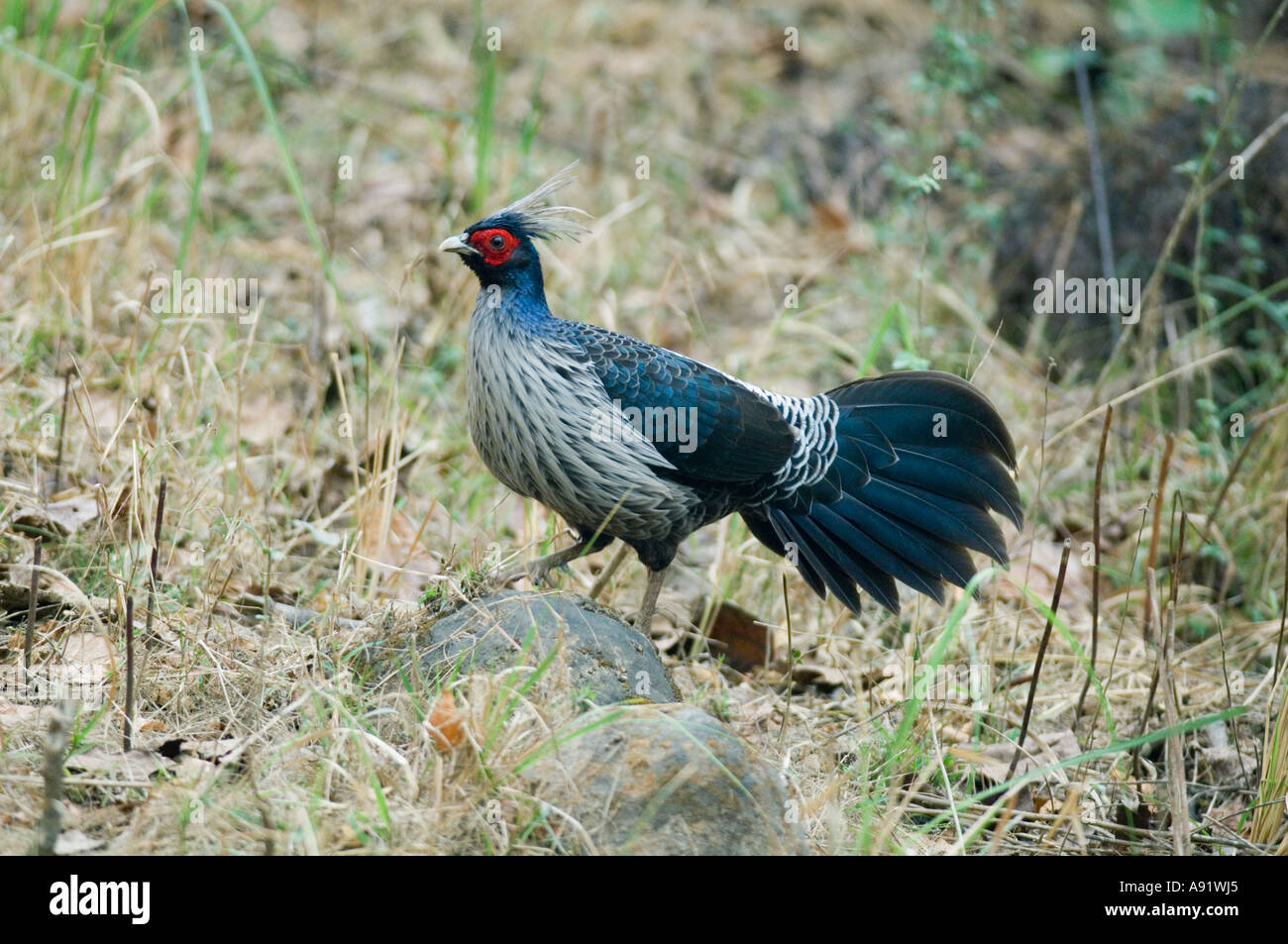 Kalij Fagiano ( Lophura leucomelanos) maschio parco di cittadino di Corbett INDIA Foto Stock