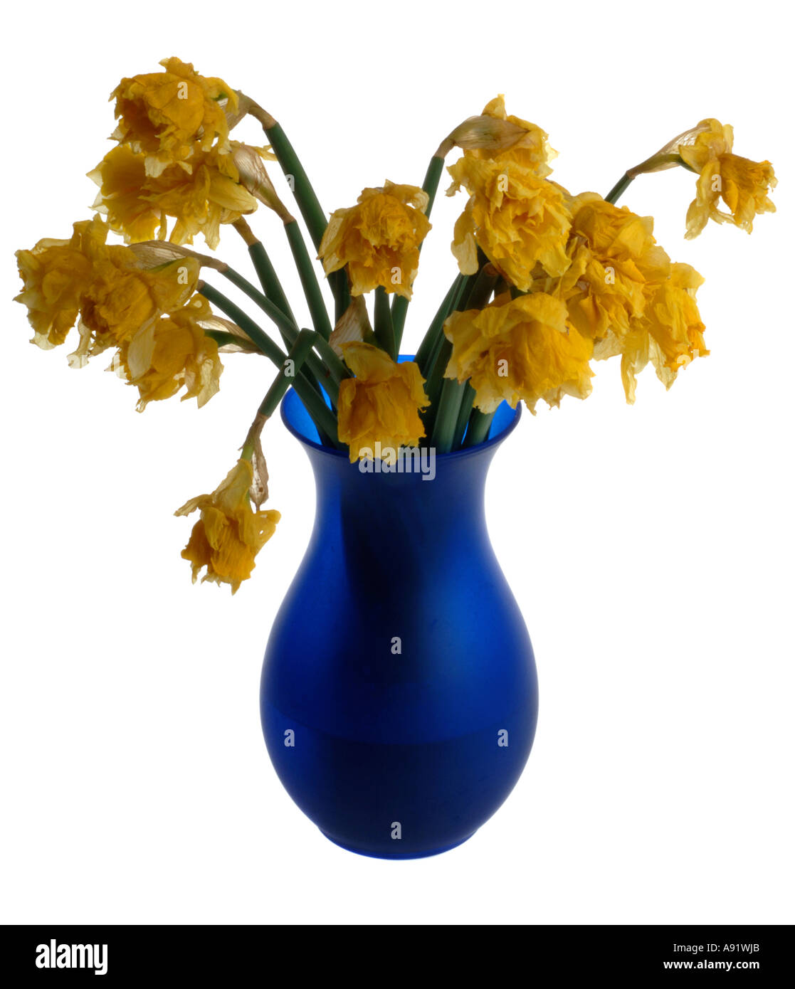 Morti i fiori in un vaso Foto Stock
