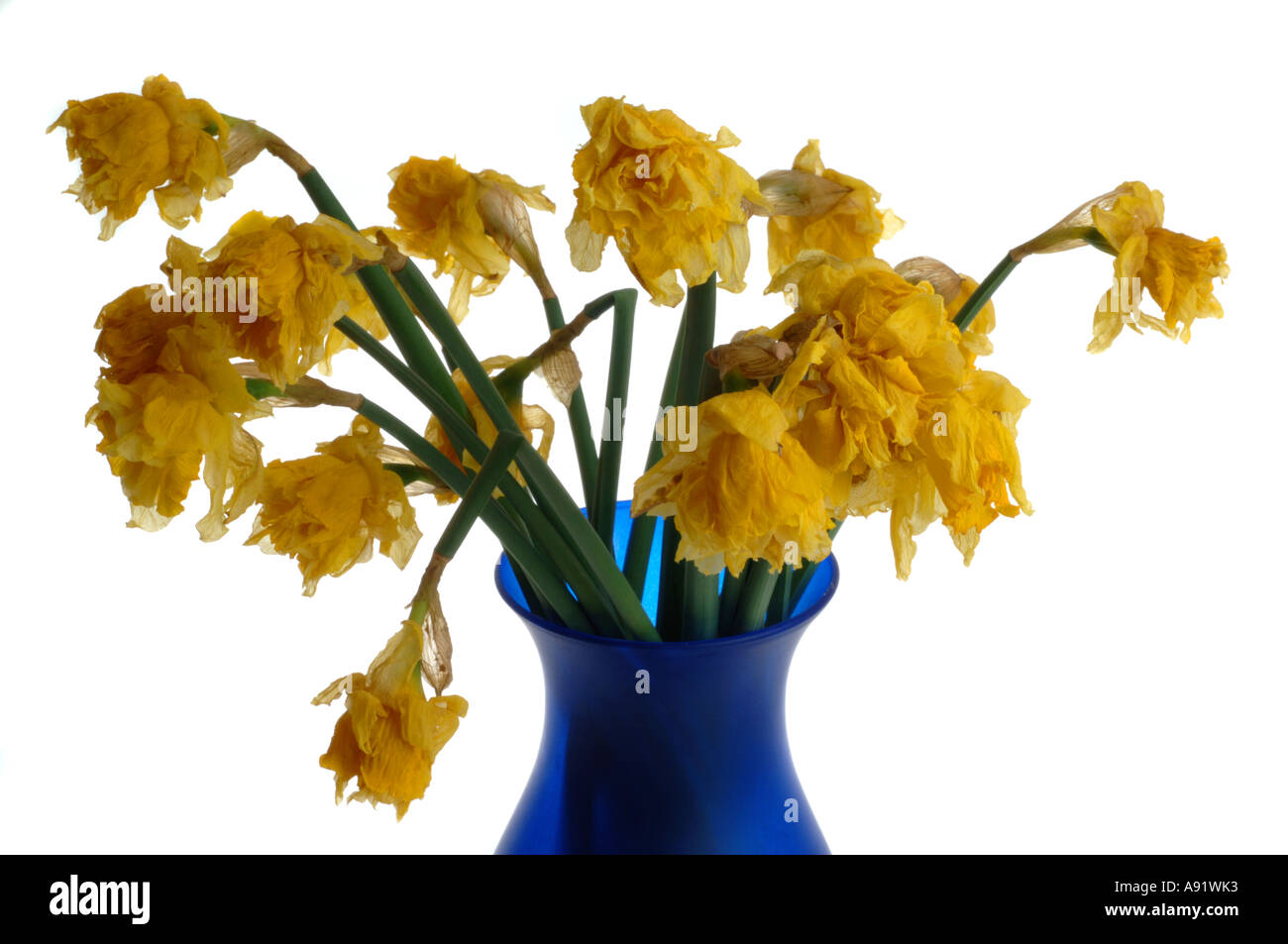 Morti i fiori in un vaso Foto Stock