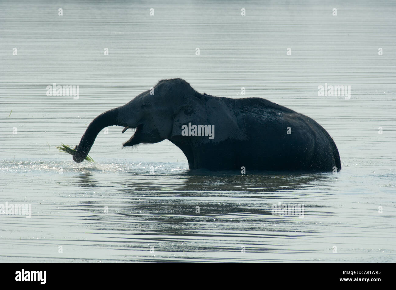 O asiatico Elefante indiano (Elephas maximus) il Parco Nazionale di Kaziranga Assam INDIA alimentazione su erba in stagno Foto Stock