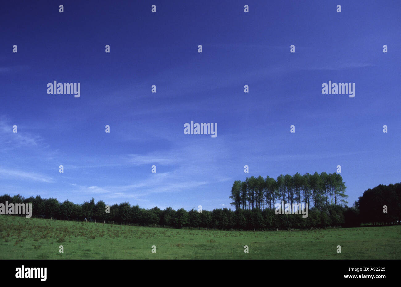 Pioppi CIPRESSINI, Populus nigra var Italica, e cielo blu in estate Llandeilo, Powys, Mid Wales, Regno Unito - In un campo siepe Foto Stock