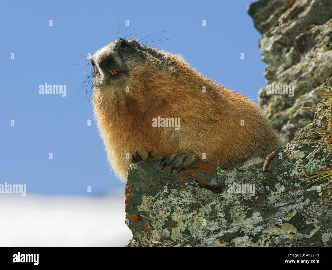 La marmotta / Marmota marmota Foto Stock