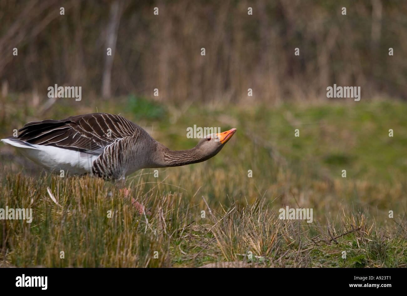 Oca Graylag avvertenza off Foto Stock