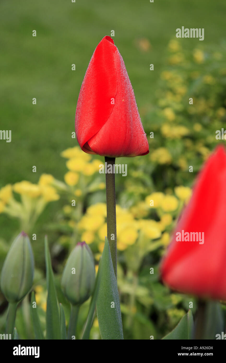 Tulipani rossi con inizio Rugiada di mattina spuntato fino a tenuta prima sun hits Foto Stock