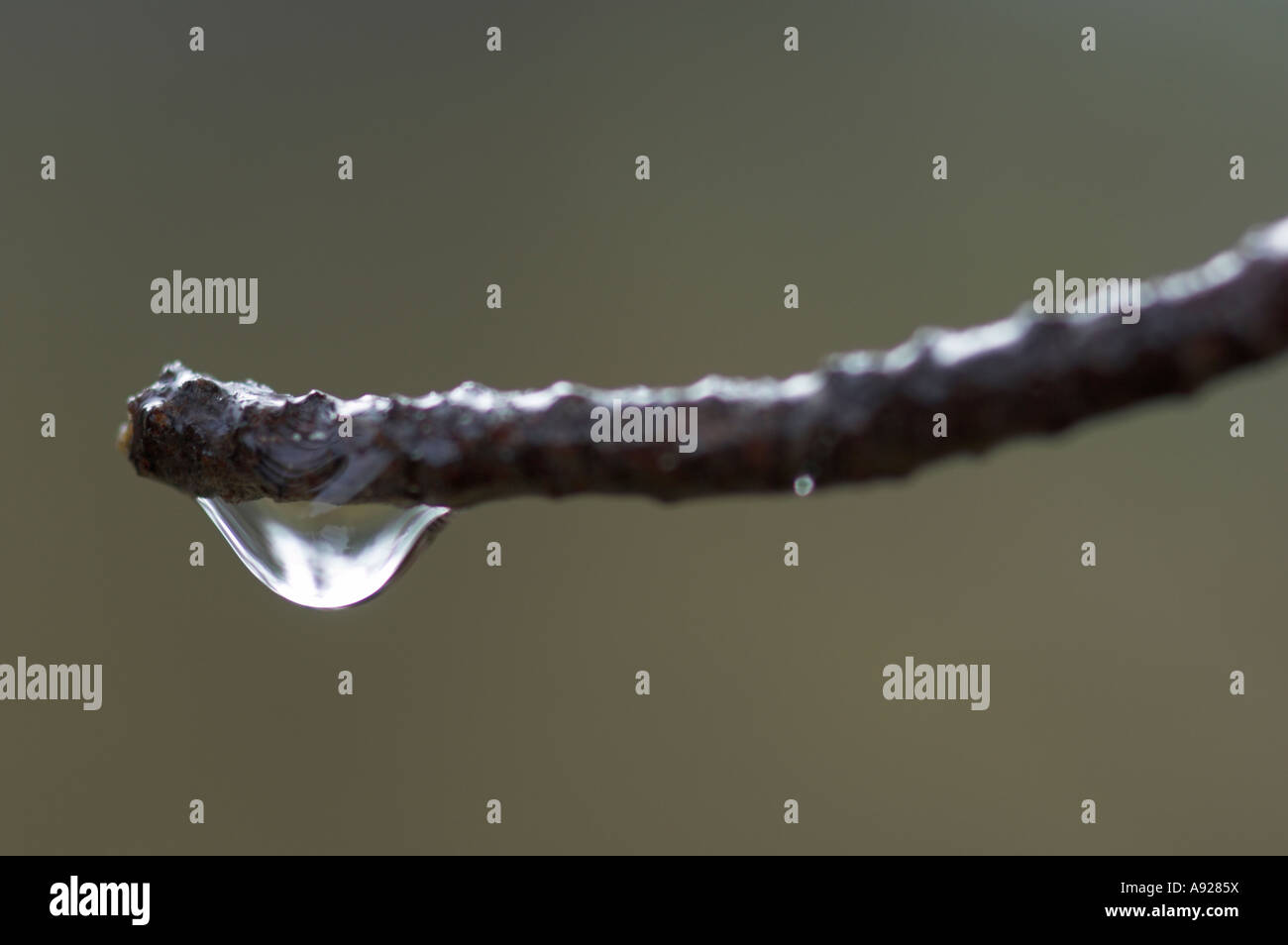 Goccia di acqua sul ramoscello Foto Stock