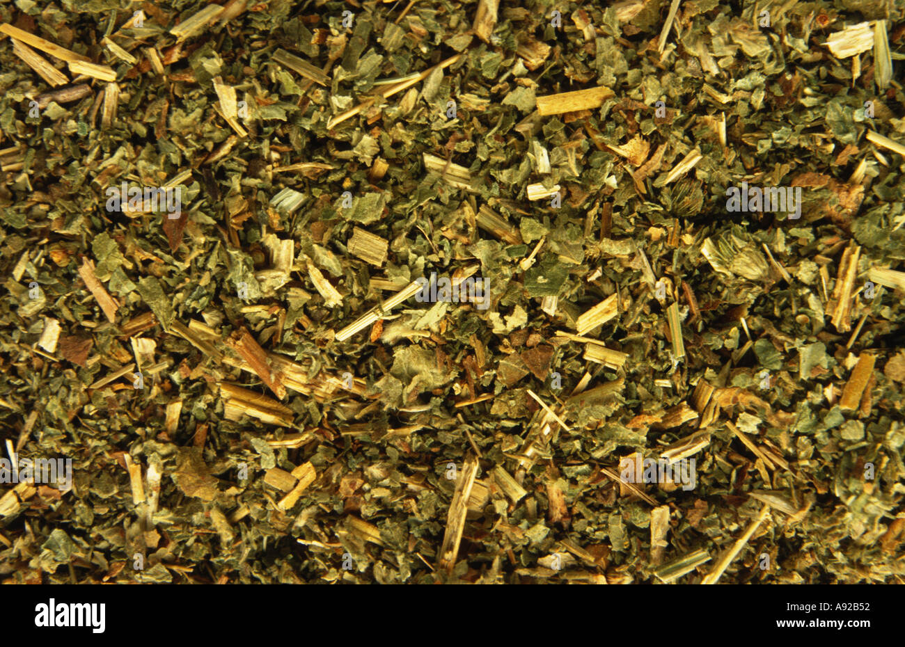 Pianta medicinale Odermennig Agrimonia Agrimonia comune eupatoria erba essiccata a secco Foto Stock